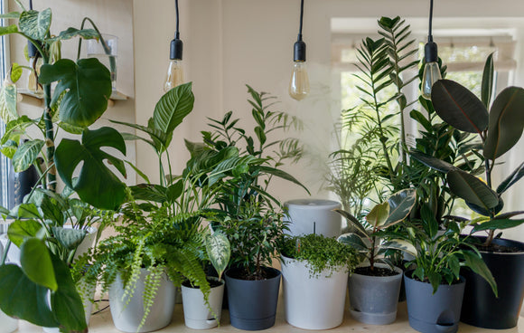 Various indoor plants in pretty pots