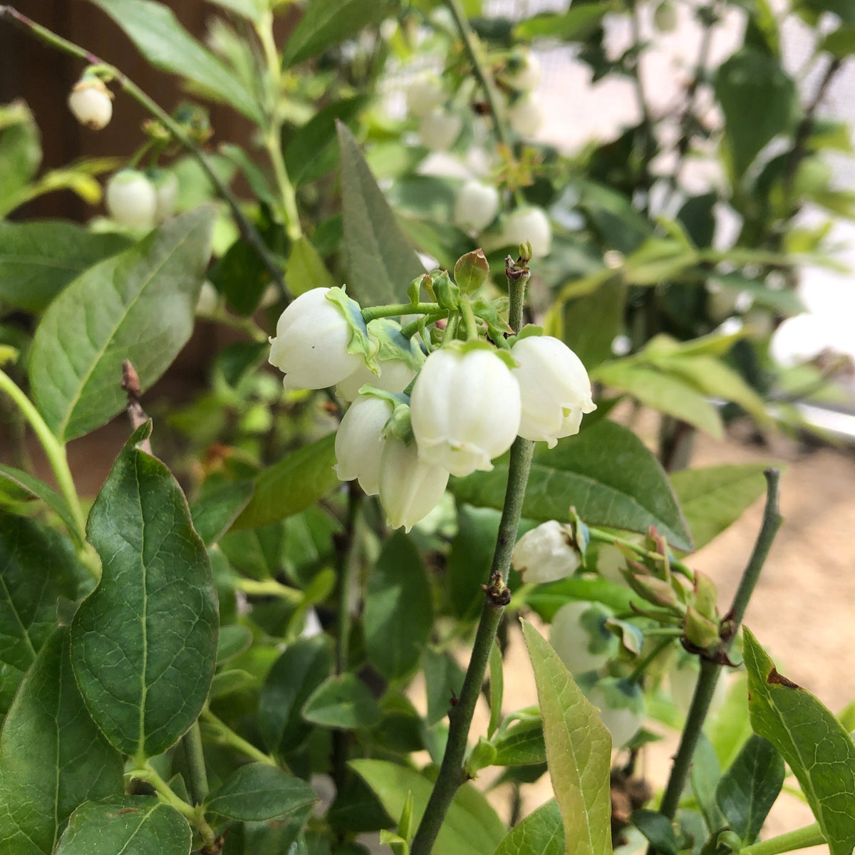 Blueberry Chippewa Meadows Way Garden Center