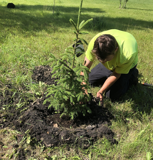 Person planting a tree