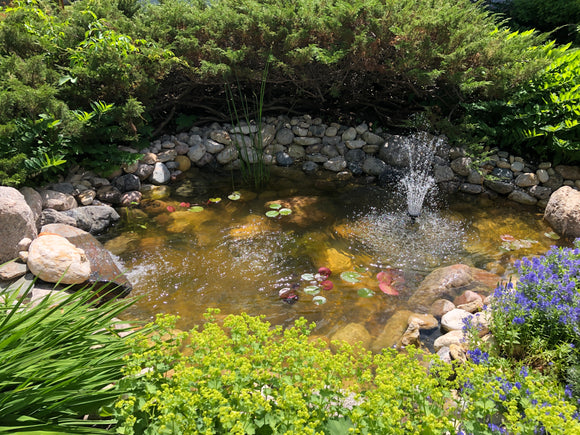 Pond with water plants