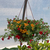 Sunshine Mix - Hanging Basket