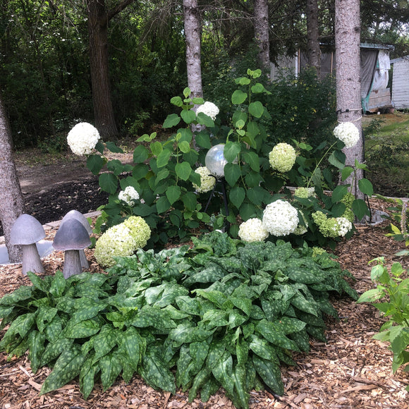 Hydrangea - Incrediball