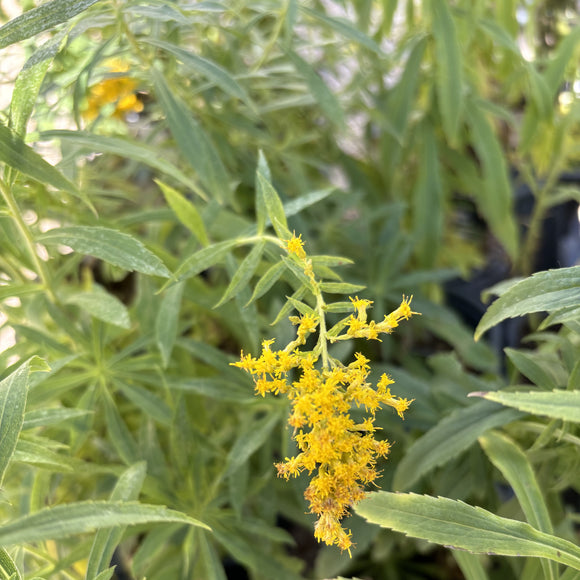 Goldenrod