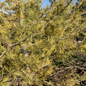 Siberian Larch