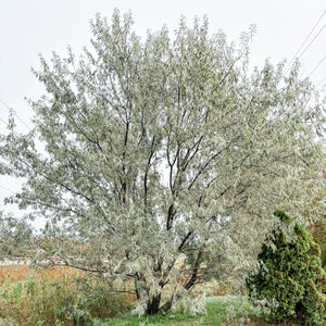 Russian Olive