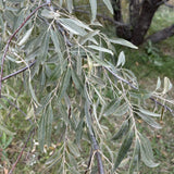 Russian Olive