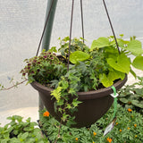 Shade Mix - Hanging Basket