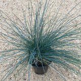 Blue Fescue