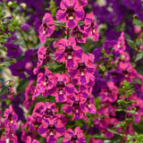 Angelonia