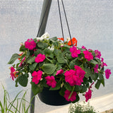 Shade Mix - Hanging Basket