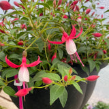 Fuchsia - Hanging Basket