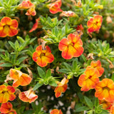 Calibrachoa (Million Bells)