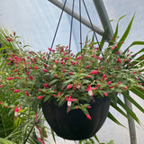 Fuchsia - Hanging Basket