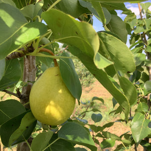 Pear - Early Gold