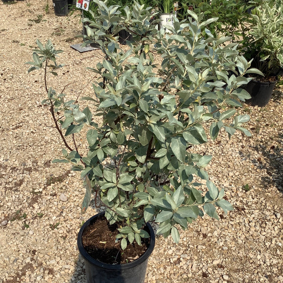 Olive - Silverado Hybrid