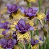 Siberian Iris