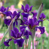 Siberian Iris