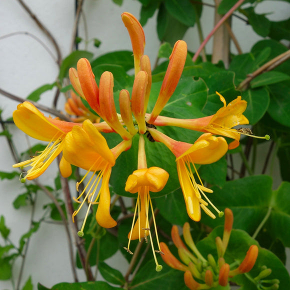 Honeysuckle Vine - Mandarin