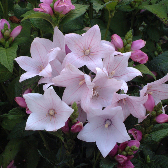 Balloon Flower