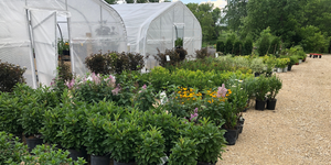 Shrubs in front of greenhouses