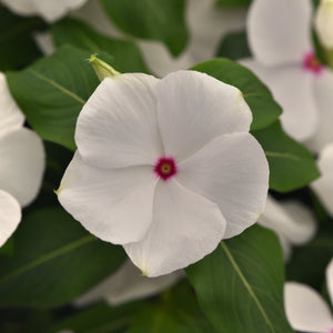 Vinca