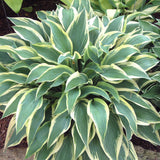 Hosta