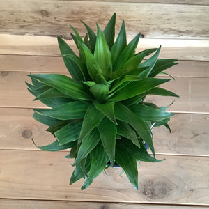 Dracaena Janet Craig