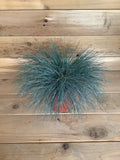 Blue Fescue