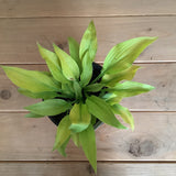 Hosta