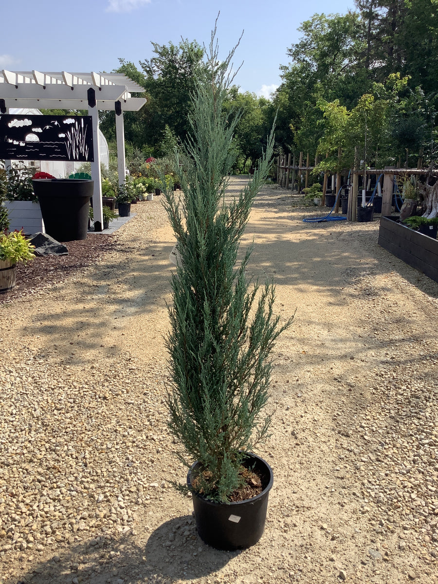 Upright Juniper - Blue Arrow – Meadows Way Garden Center