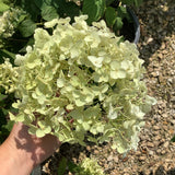 Hydrangea - Incrediball