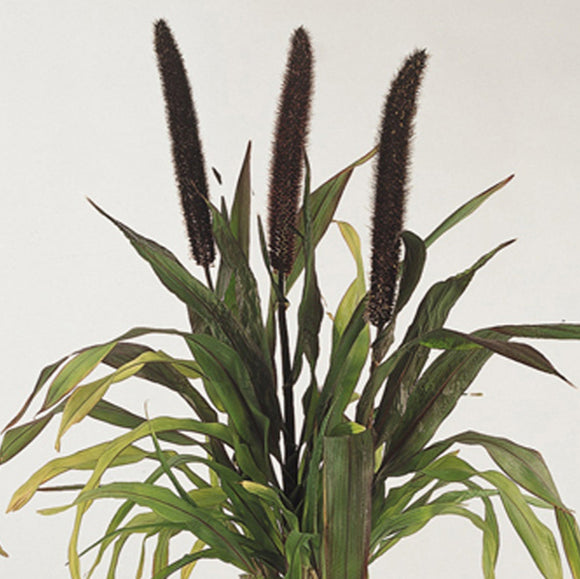 Millet Grass Purple Baron