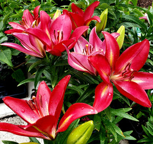 Asiatic Lily