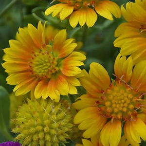 Blanket Flower