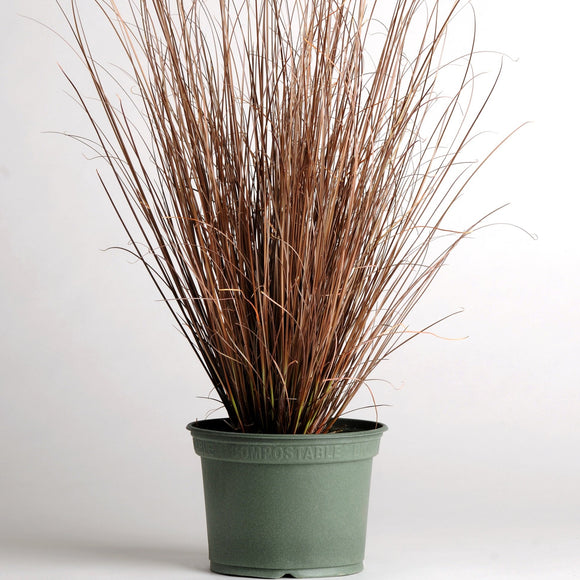 Carex ColorGrass Red Rooster