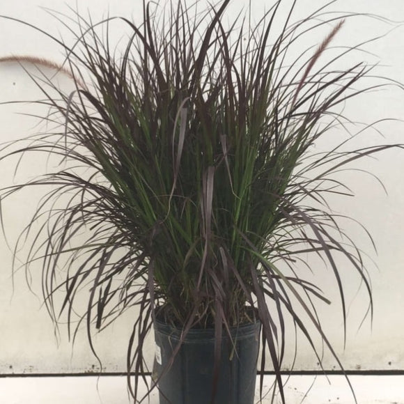 Purple Fountain Grass - Rubrum Pennisetum