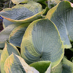 Hosta