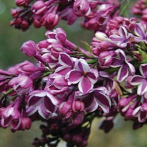 Lilac - Sensation