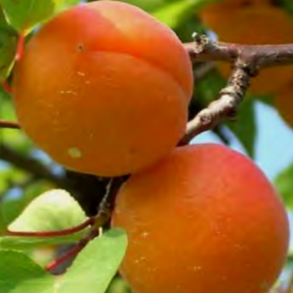 Apricot - Manchurian Strain