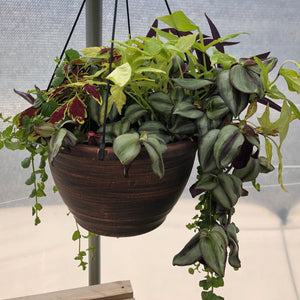 Mixed Foliage Hanging Basket