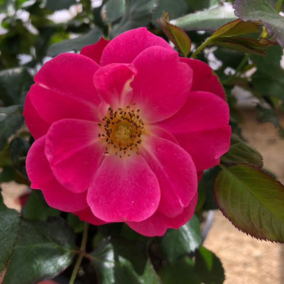 Rose - Aurora Borealis
