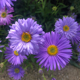 Aster