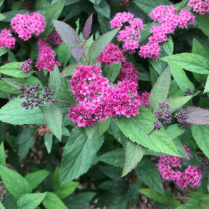 Spirea - Double Play Red