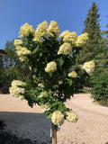 Treeform - Limelight Hydrangea