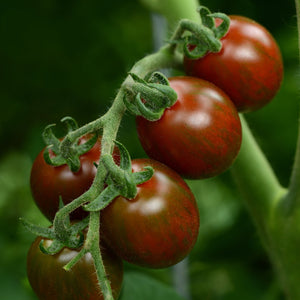 Tomato - Cherry
