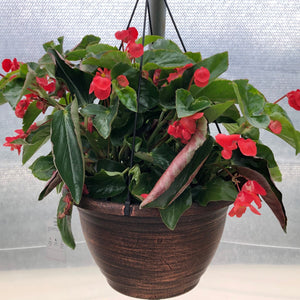 Begonia - Hanging Basket