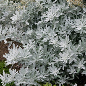 Wormwood - Silver Brocade