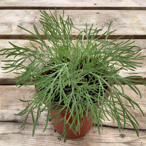 Artemisia - Silver Makana